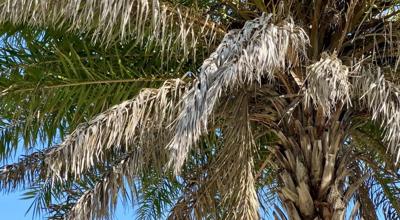 Lethal bronzing disease threatens Florida's iconic palm trees