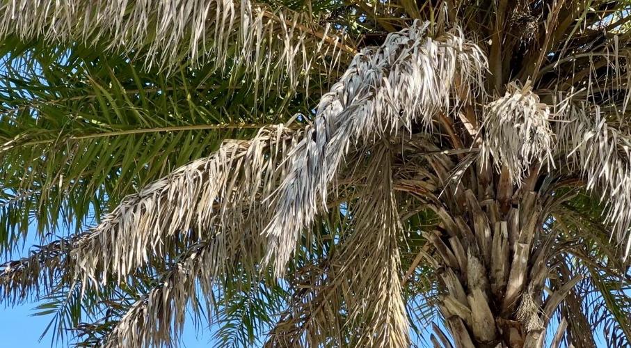 Lethal bronzing disease threatens Florida's iconic palm trees